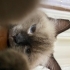 Bastet