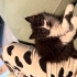 Oreo