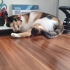 MAYA