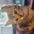 Minnoş