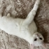 Pamuk