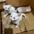 Kedi