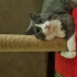 Baron