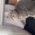 Lila