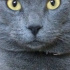 Duman