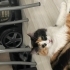 Pufi