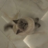 Miya