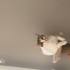 Carlos