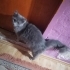 Süslü