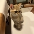 Simba