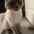 BULUT