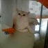 Pamuk