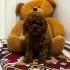 Browni