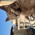 Duman
