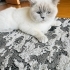 pamuk