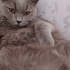 Bambam