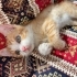 Kedi