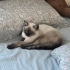 Duman