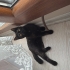 Pamuk