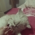 Pamuk