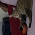 Yumak