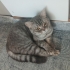 Mia