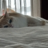 Lyra