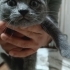 Duman