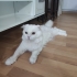 Pamuk Kral, Acil Yuv...
