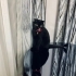Venüs