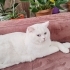 Bulut