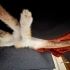 Shiv