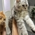 Kül