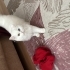 Miya