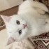 Maviş