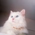 Karya