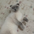 Sultan