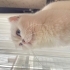 Leydi