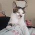 Miso