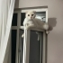 Sütlaç