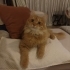 Oscar