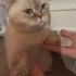 Pamuk
