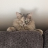 Odin