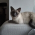 Maya
