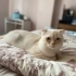 Milo