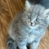 Duman