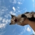 gulucuk