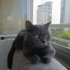 Duman