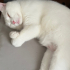 Chicco