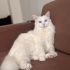 Cicus